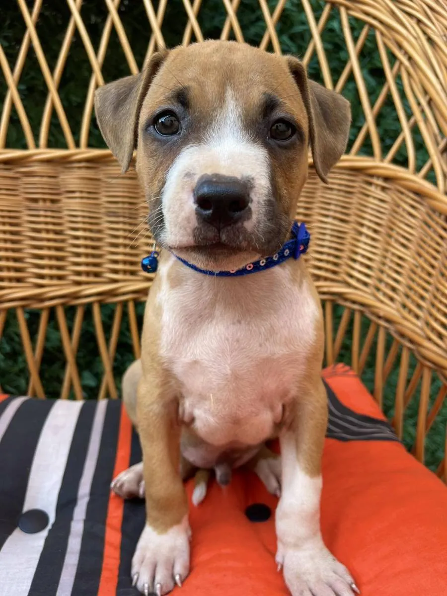 Ostalo na prodaju, Novi Sad (6)