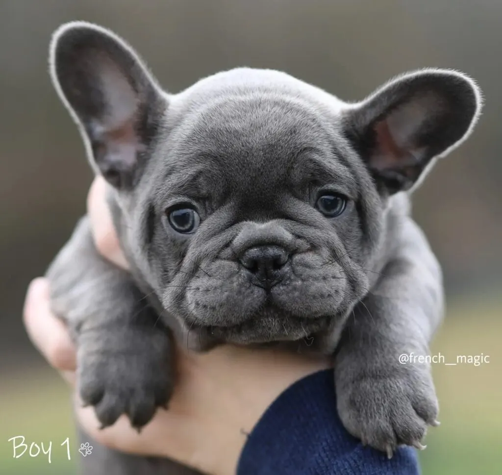 Francuski buldog na prodaju, Beograd (3)