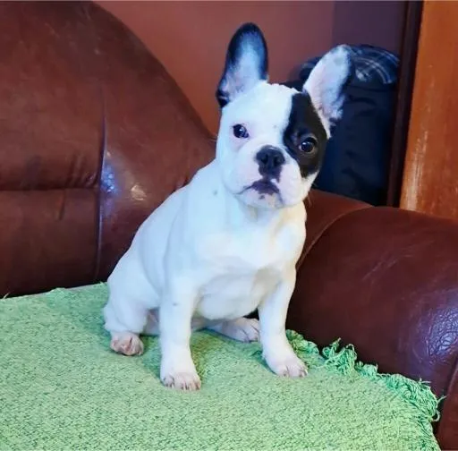 Francuski buldog na prodaju, Smederevo