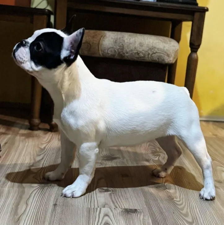 Francuski buldog na prodaju, Smederevo (3)