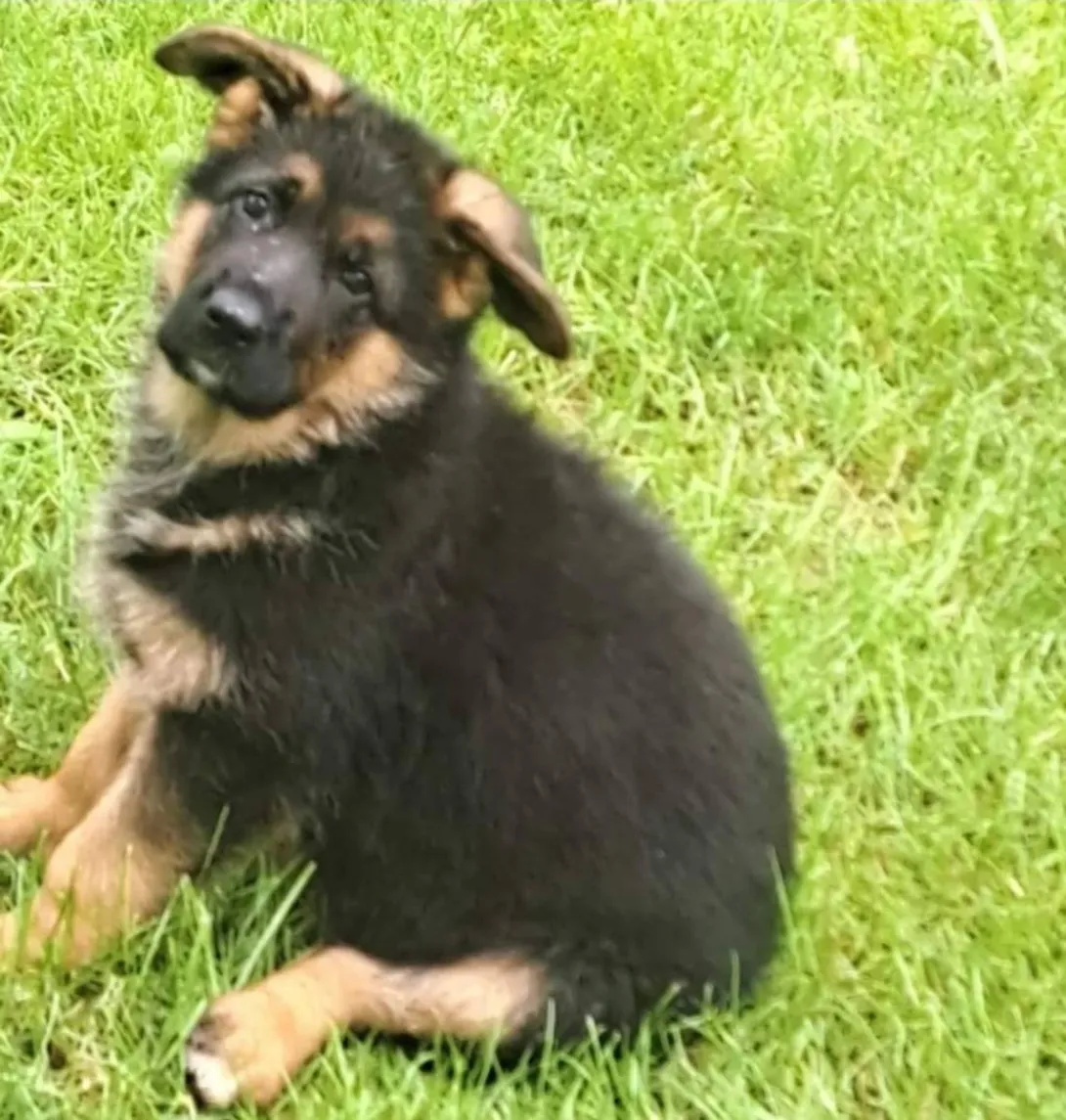 Nemački ovčar na prodaju, Beograd (2)