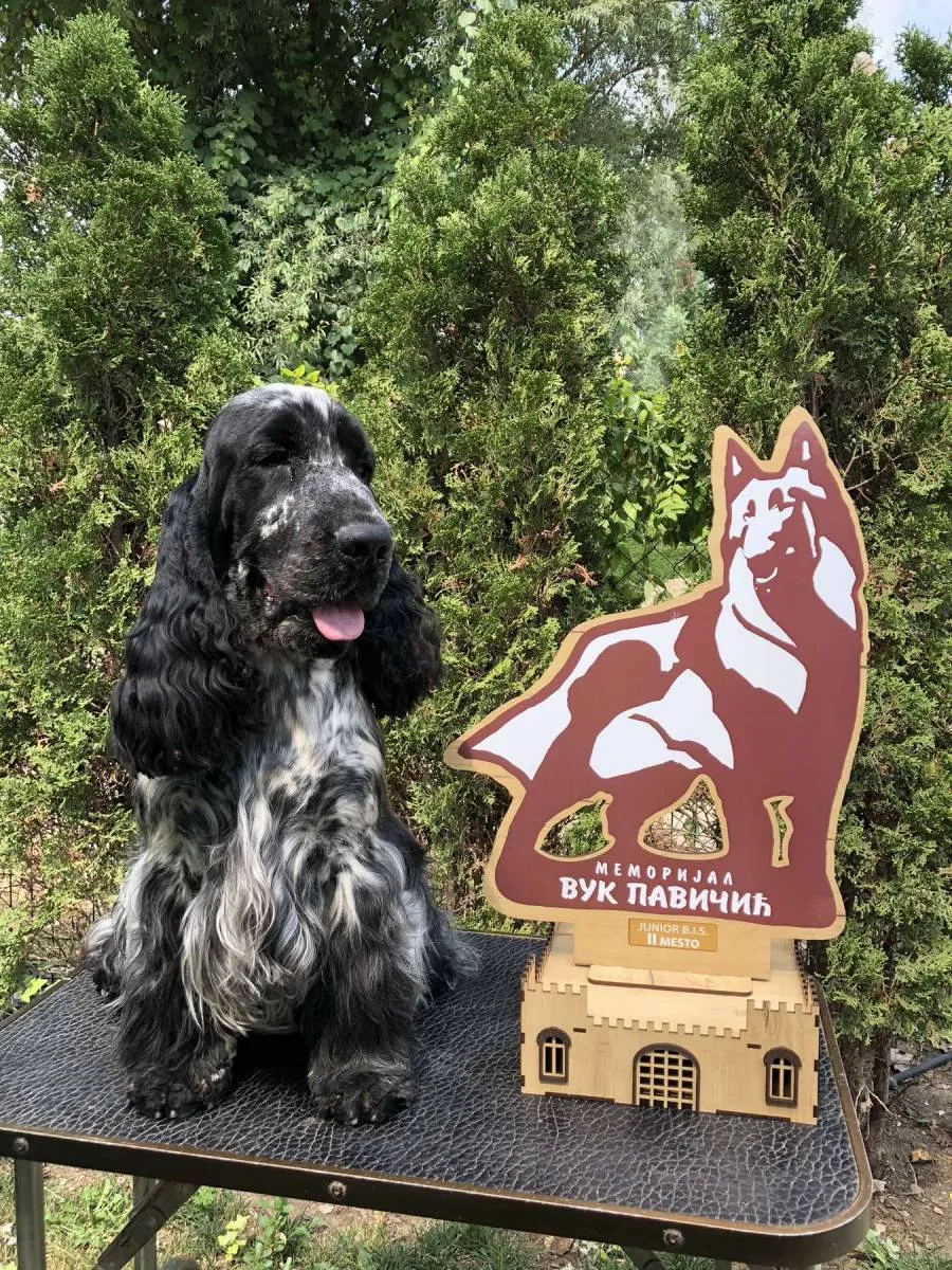 Engleski koker španijel na prodaju, Kovin (4)