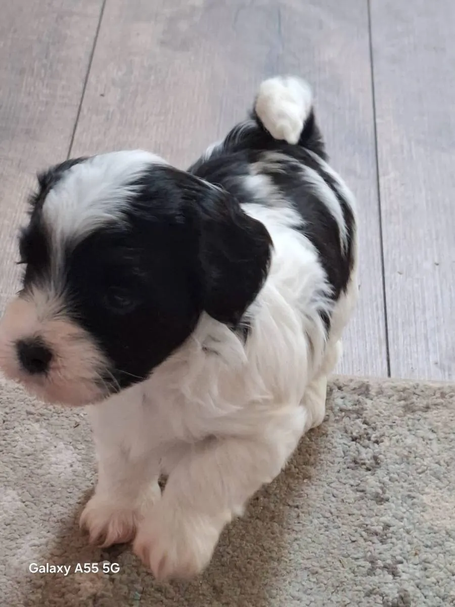 Havanski bišon na prodaju, Beograd (2)