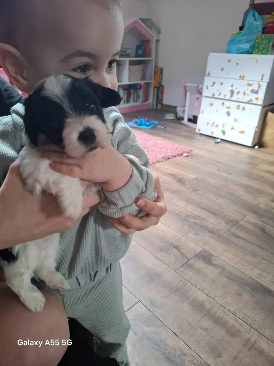 Havanski bišon na prodaju, Beograd (4)