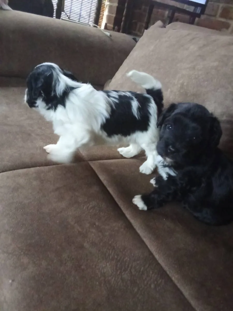 Havanski bišon na prodaju, Beograd (6)