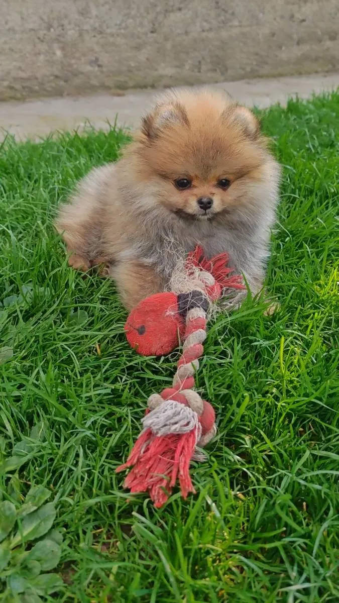 Ostalo na prodaju, Kraljevo (3)