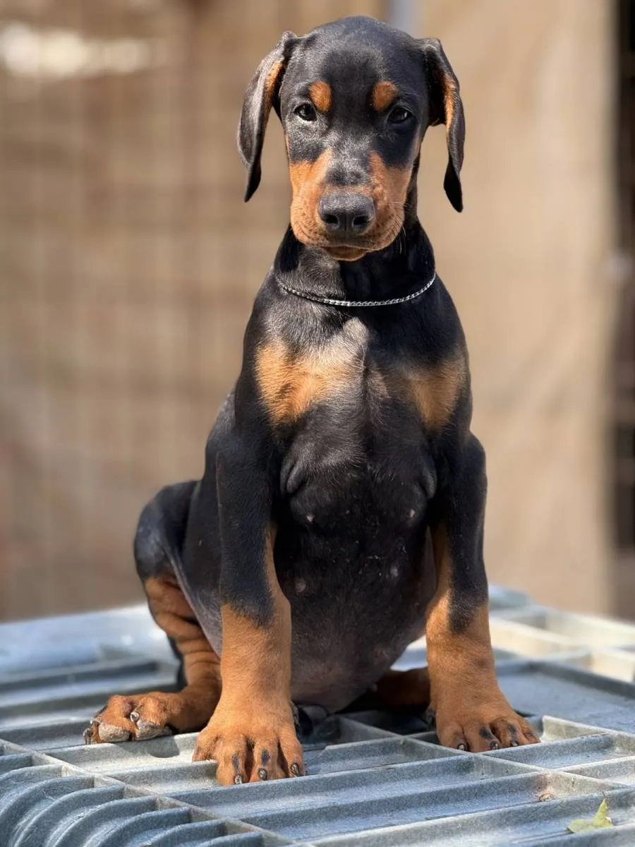 Doberman na prodaju, Obrenovac (3)