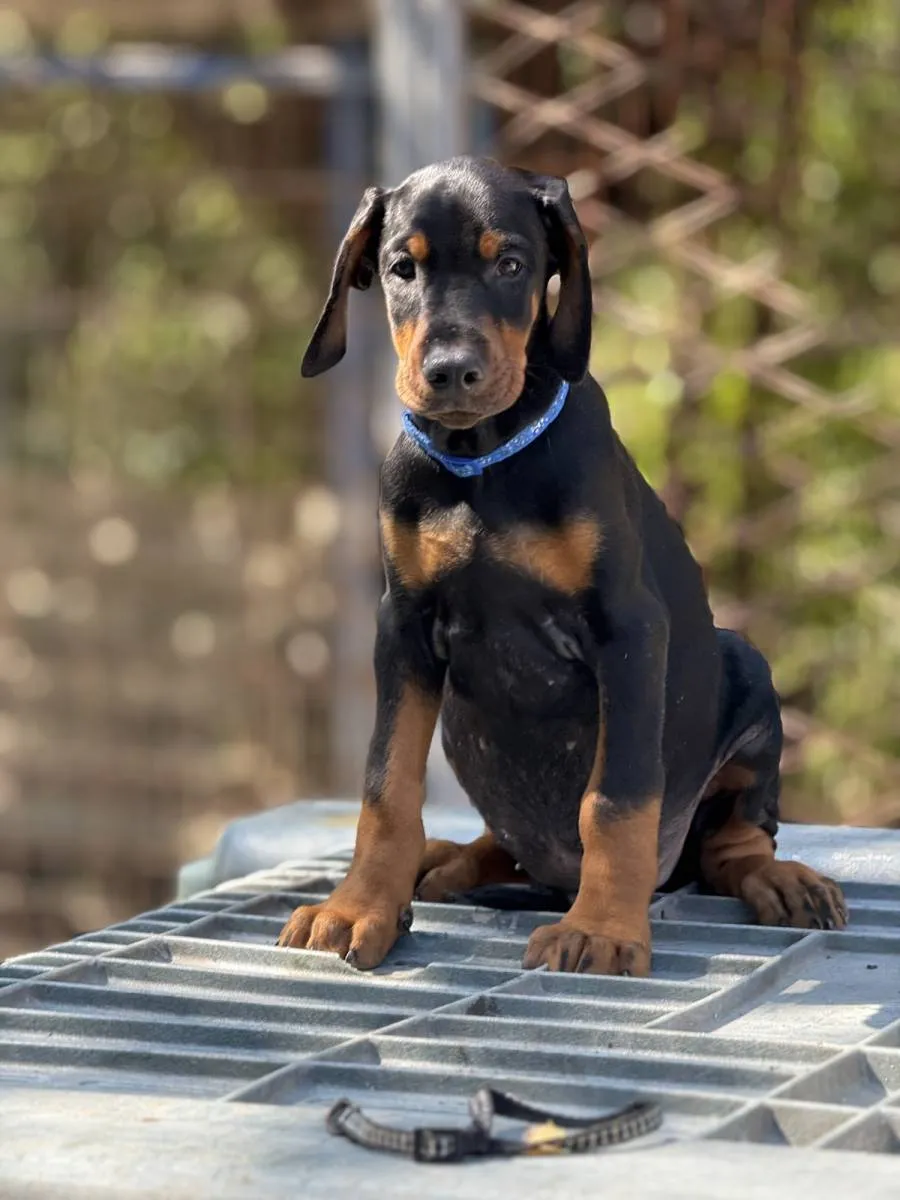 Doberman na prodaju, Obrenovac (5)