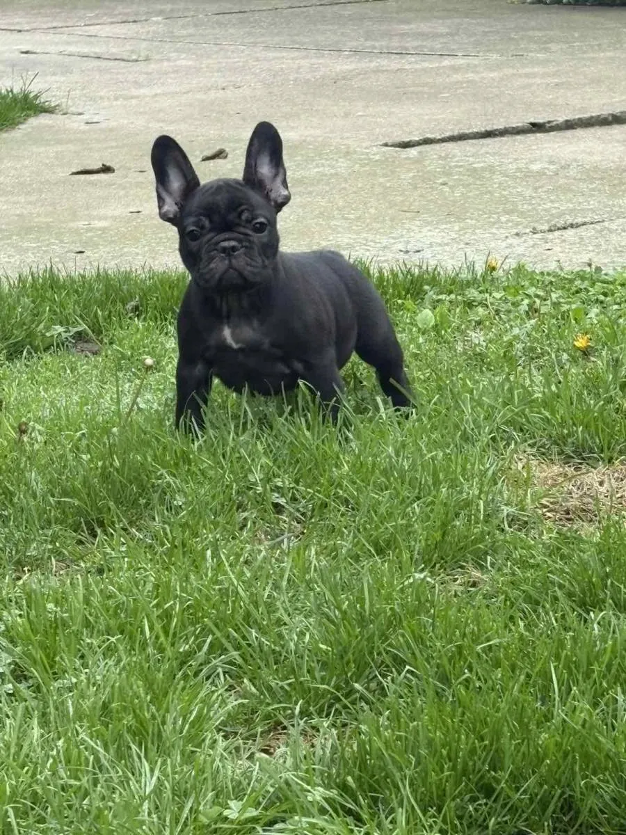 Francuski buldog na prodaju, Sremska Mitrovica