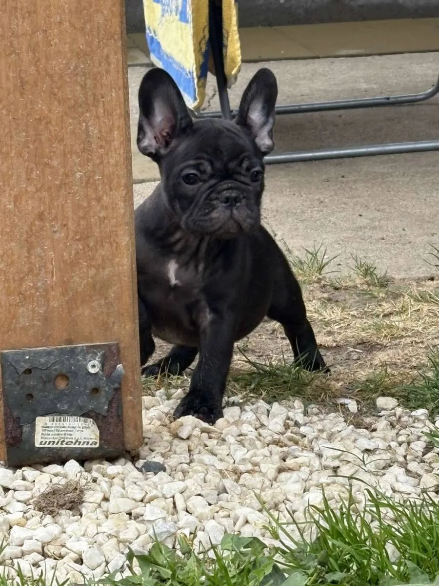 Francuski buldog na prodaju, Sremska Mitrovica (2)